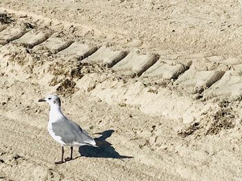High angle view of seagull perching on sand