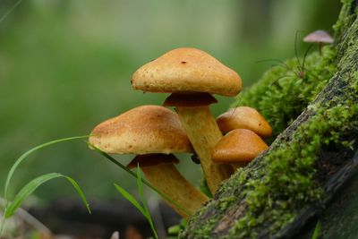 Close-up of mushrooms growing on land