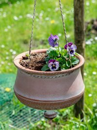 Close-up of potted plant