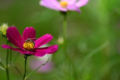 Close-up of insect pollinating on pink cosmos flower