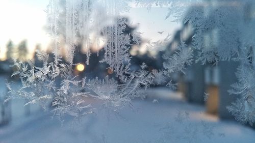 Close-up of snowflakes on glass window