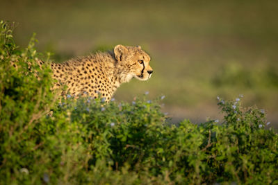 Close-up of cheetah cub standing behind bushes