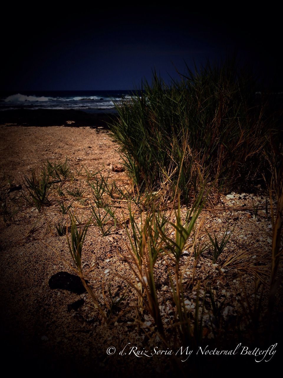beach, plant, sea, tranquility, water, sand, nature, sky, growth, tranquil scene, shore, grass, abandoned, no people, horizon over water, outdoors, day, scenics, beauty in nature, sunlight