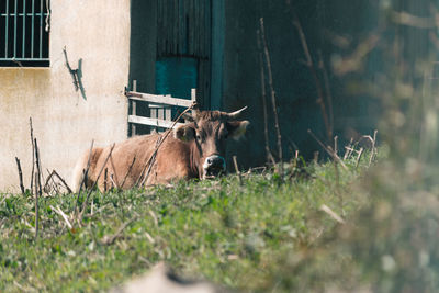 Cow in the warm rays of the sun