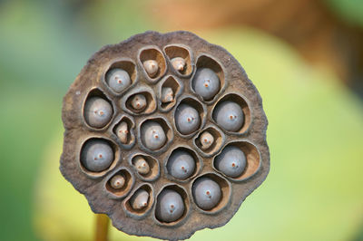 Close-up of snake