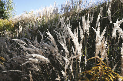 Plants growing on grass