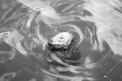 High angle view of aquatic mammal in sea