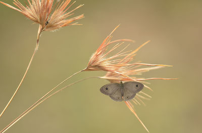 Close-up of insect on plant