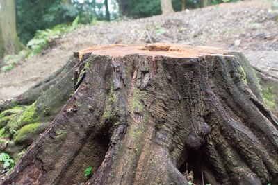 Close-up of tree stump in forest