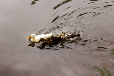 Birds swimming in lake