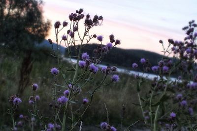 Close-up of purple flowering plants on field