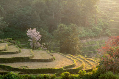 Scenic view of trees on field in forest