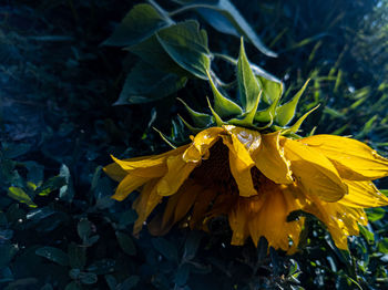 Close-up of yellow flowering plant
