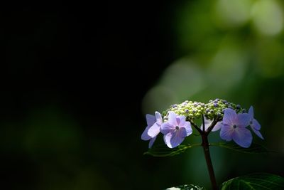 Close-up of purple flowering plant