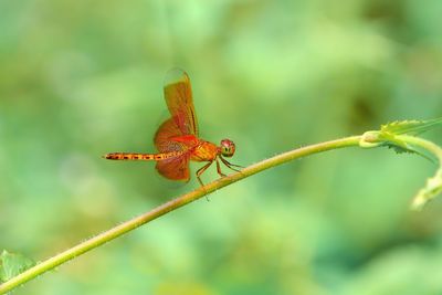 Close-up of insect perching on plant