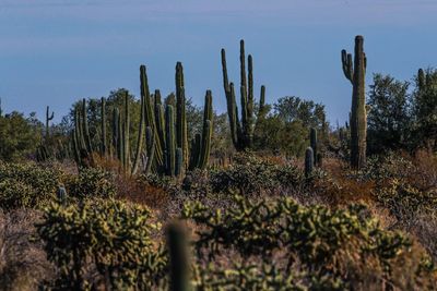 Cactus growing on field against sky