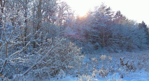 Bare trees in forest during winter