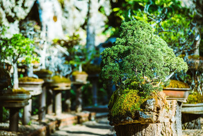 Close-up of moss growing on tree trunk