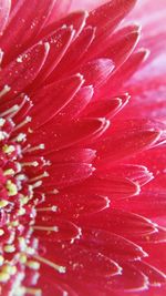 Close-up of water drops on flower