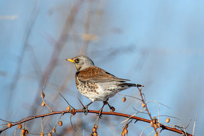 Bird perching on a branch