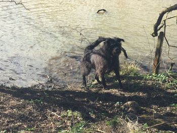 Horse in water