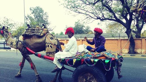 Side view of horse sitting on road