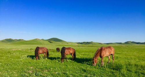 Horses grazing on field against clear blue sky