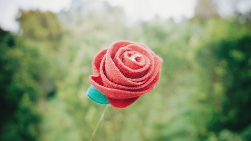 Close-up of red flower growing on tree