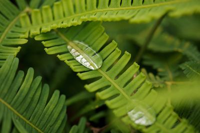 Close-up of green leaves