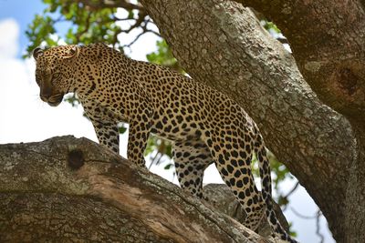 Low angle view of cat on tree trunk