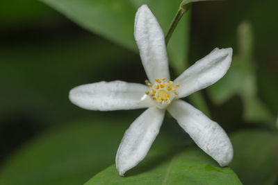 Close-up of frangipani blooming outdoors