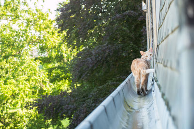 Cat walking on pope