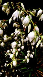 Close-up of white flowering plants