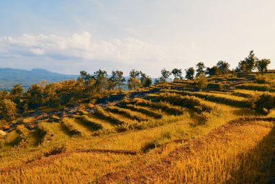 Scenic view of field against sky