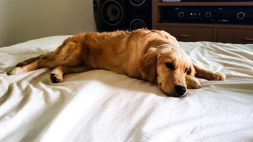 Dog sleeping on bed at home