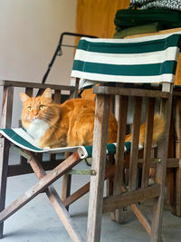 Ginger cat sitting on chair by table