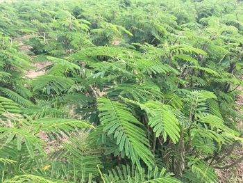 High angle view of trees growing in forest