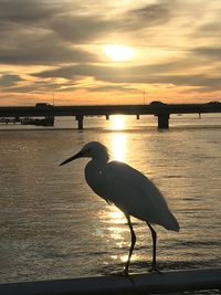 Silhouette bird by sea against sky during sunset