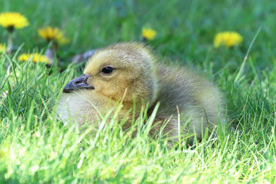 Closeup of a canada goose gosling sitting in the grass