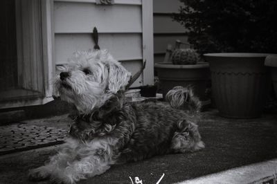 Close-up of a dog