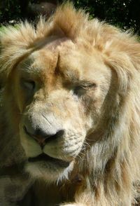 Close-up of animal resting in zoo