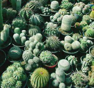 Full frame shot of succulent plants