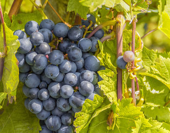 Close-up of grapes growing in vineyard