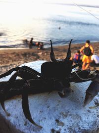 Close-up of crab on beach