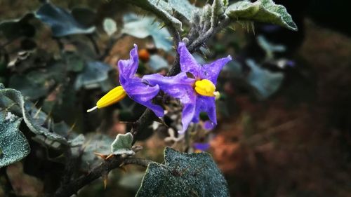 Close-up of purple flowers blooming outdoors