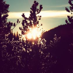 Low angle view of silhouette trees against sky at sunset