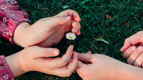 Cropped image of woman holding red flowering plant