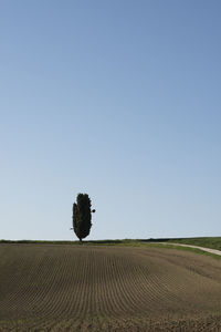 Scenic view of field against clear sky