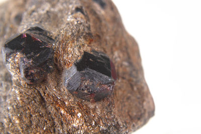 Close-up of an insect over white background