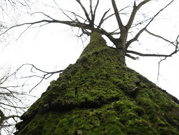 Low angle view of tree trunk